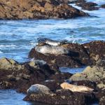 cambria2012CN_0077 (November 04, 2012)
